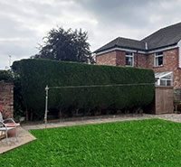 Hedge Trimming Service