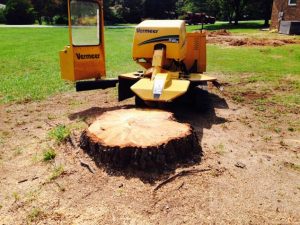 stump removal - stump grinding