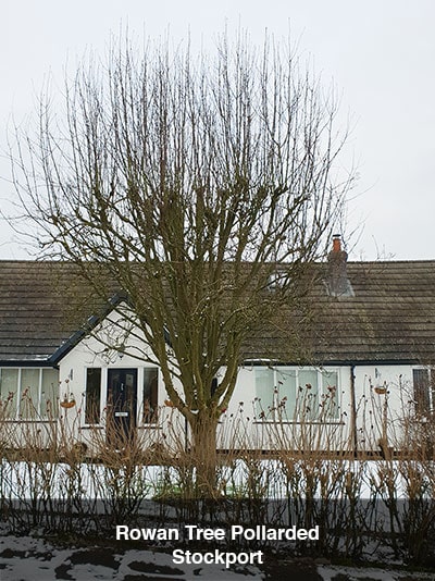 rowna tree pollarded - high lane, stockport