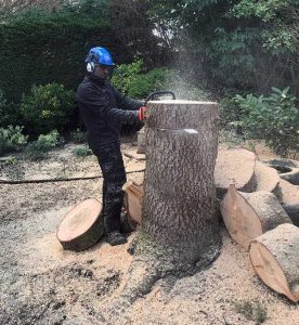 Tree Felling