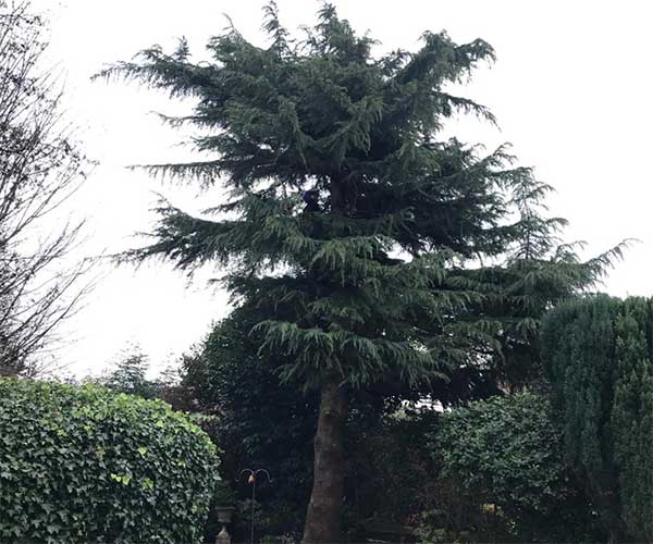 Cedar Tree Removed in Edgeley