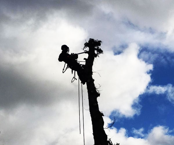 The Tree being dismantled