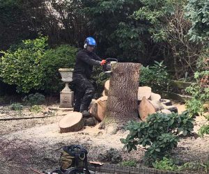 Tree Removal by Stockport Tree Services