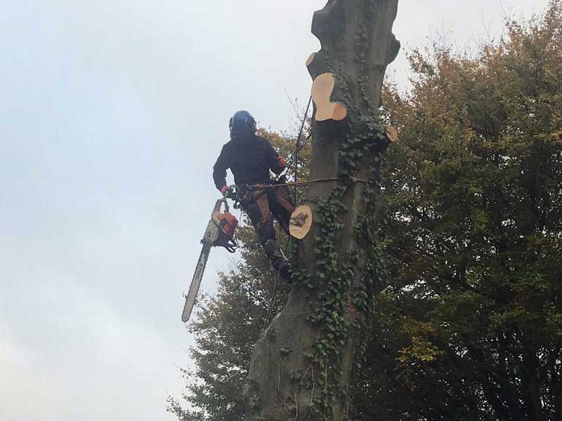Tree being dismantled in Marple