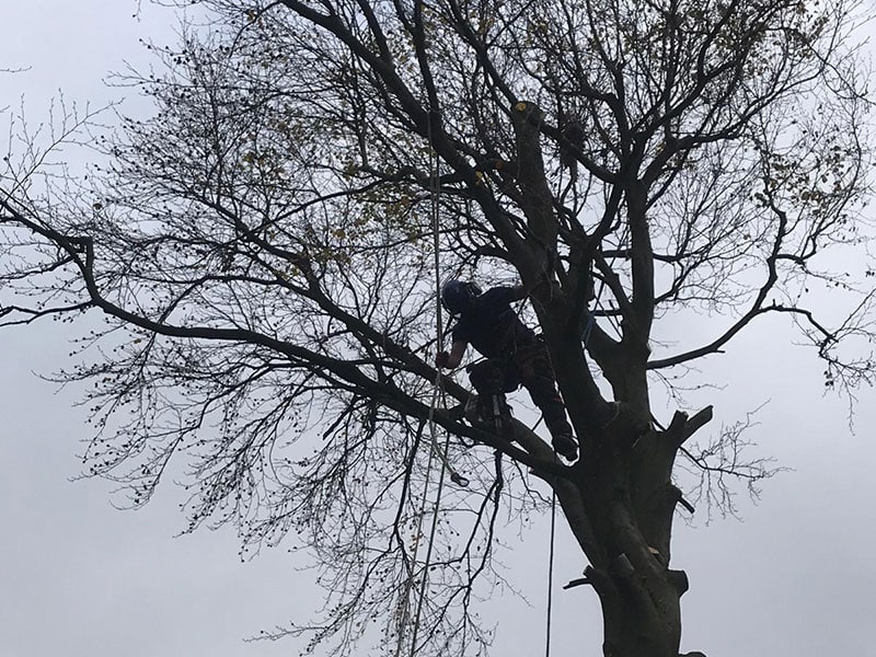 Beech tree removed Marple