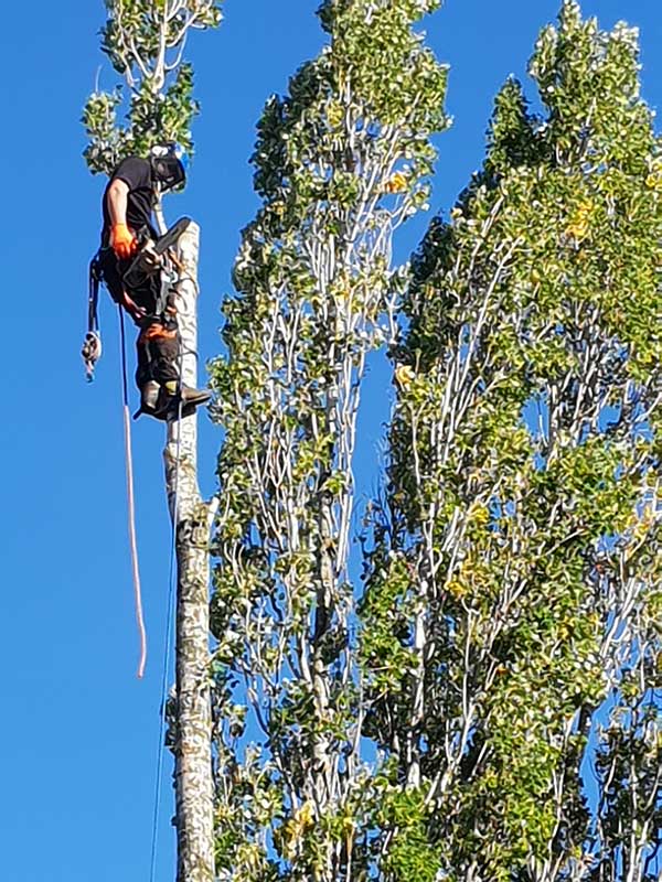 Working at heights - Poplar Trees Reduced in Marple