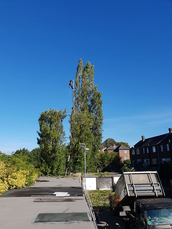 poplar tree reduced in marple